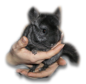http://chinchillas-du-val.wifeo.com/images/tube-adapt1.png